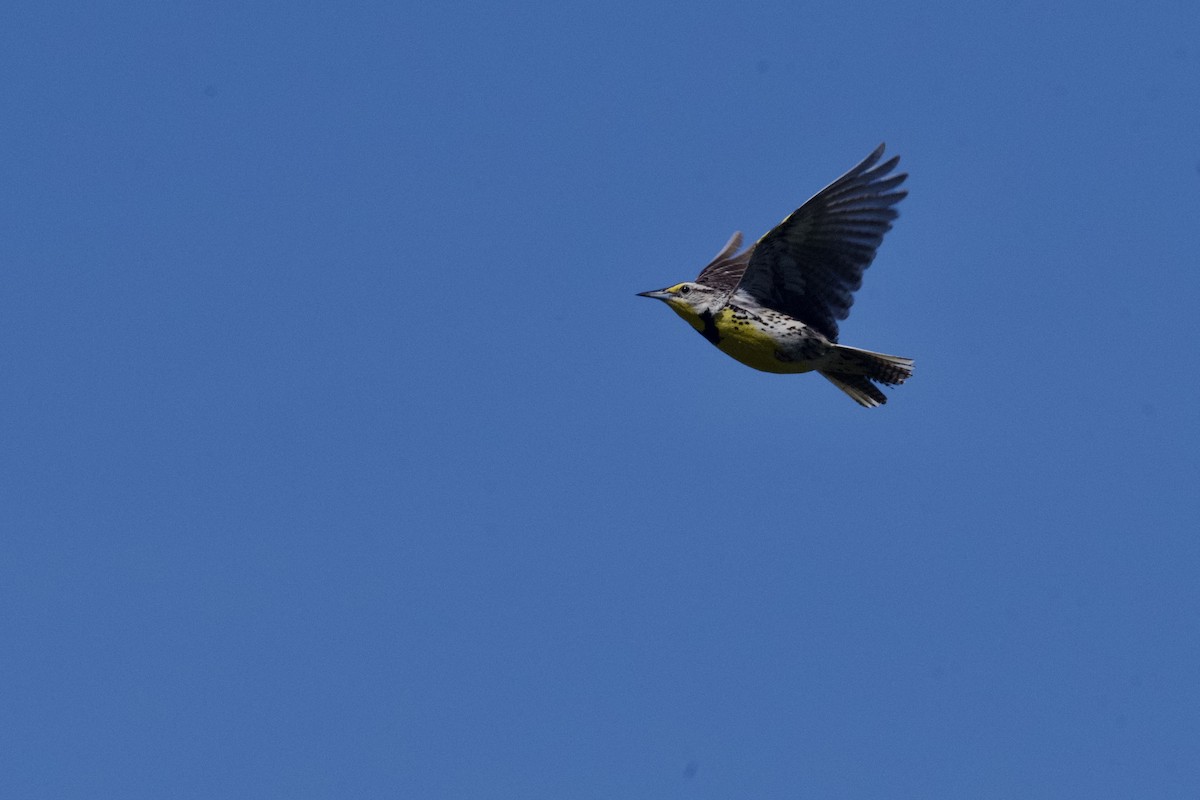 Western Meadowlark - ML620688922