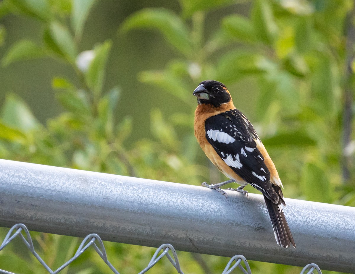 Black-headed Grosbeak - ML620688924