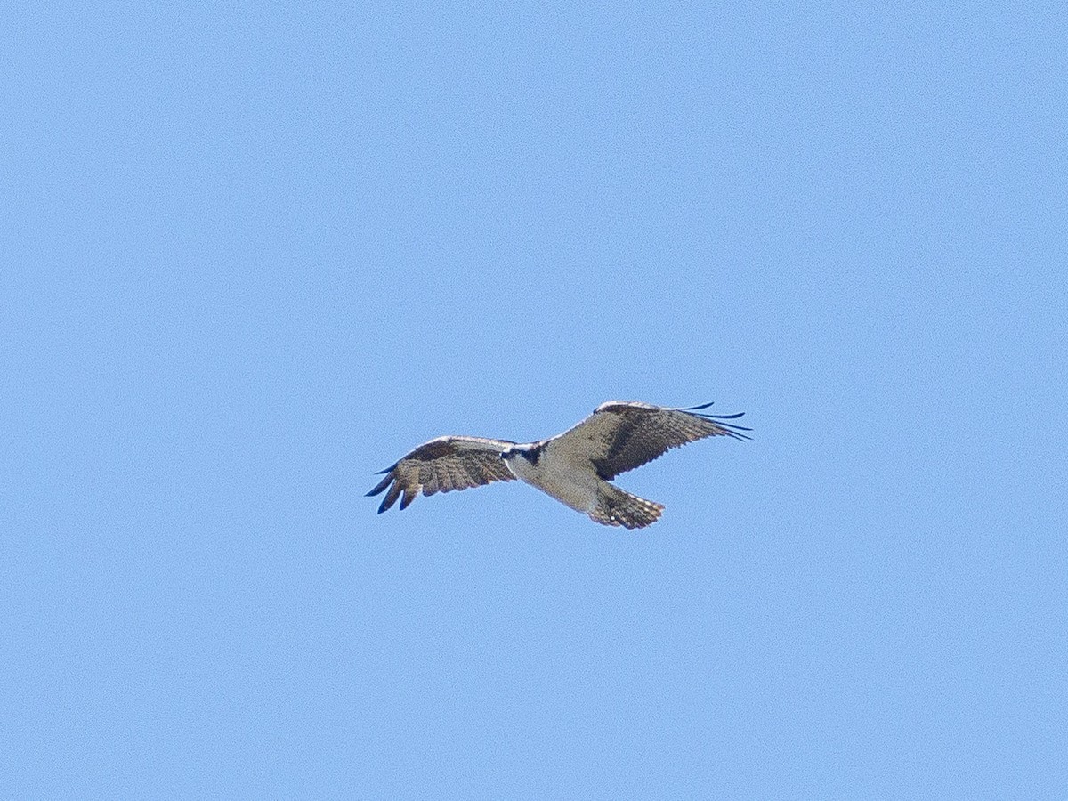 Águila Pescadora - ML620688927