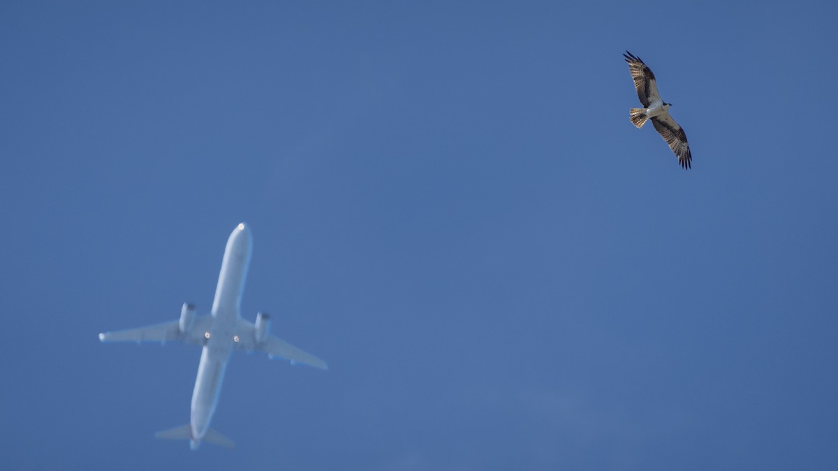 Águila Pescadora - ML620688928