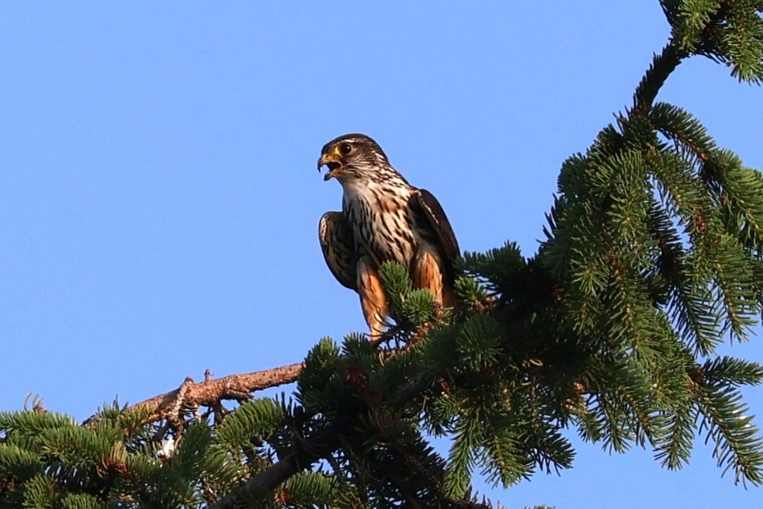 Belatz txikia (columbarius) - ML620688929