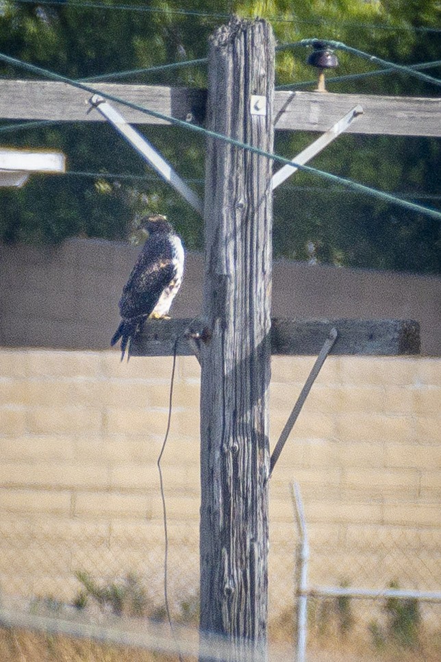 Red-tailed Hawk - ML620688930