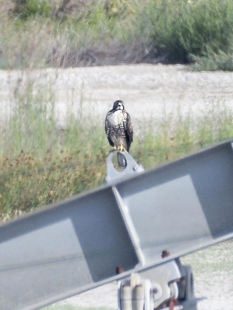 Red-tailed Hawk - ML620688931