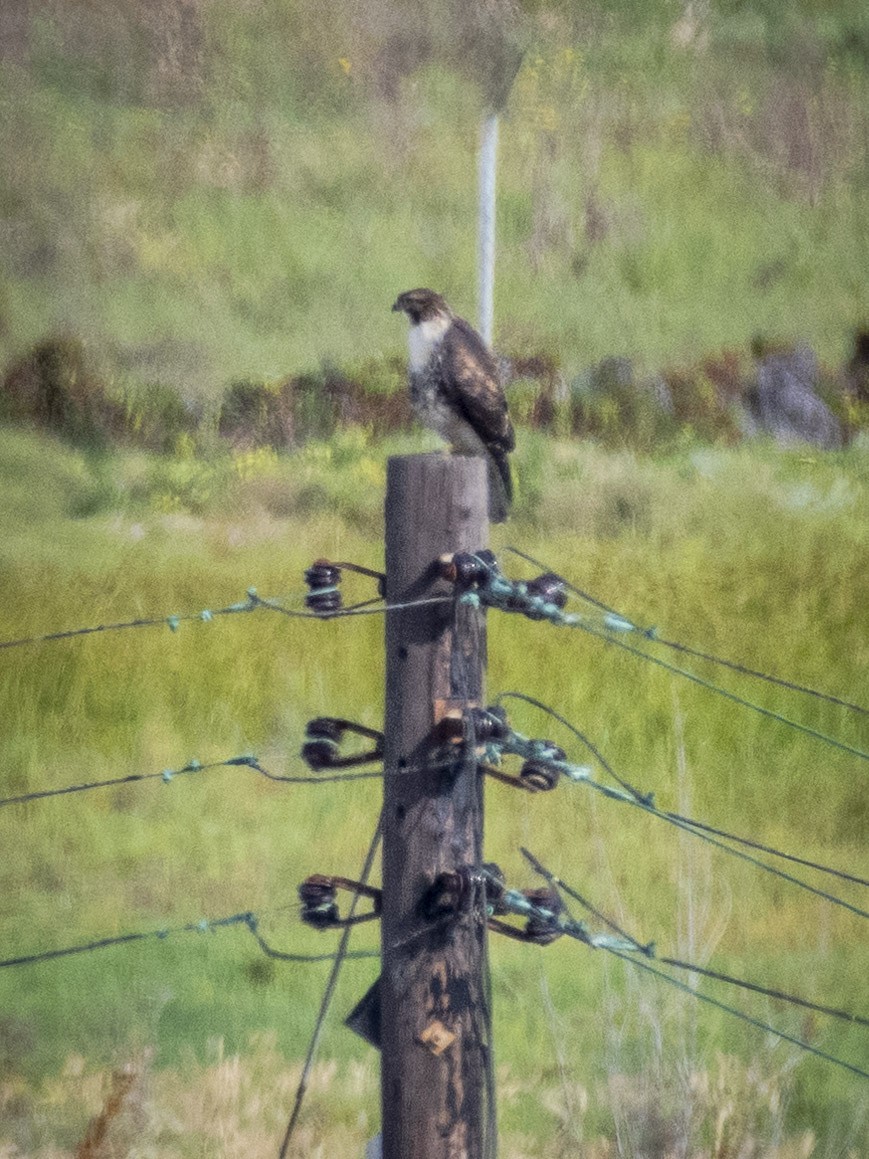 Red-tailed Hawk - James Kendall