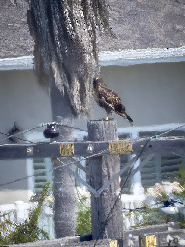 Red-tailed Hawk - ML620688934