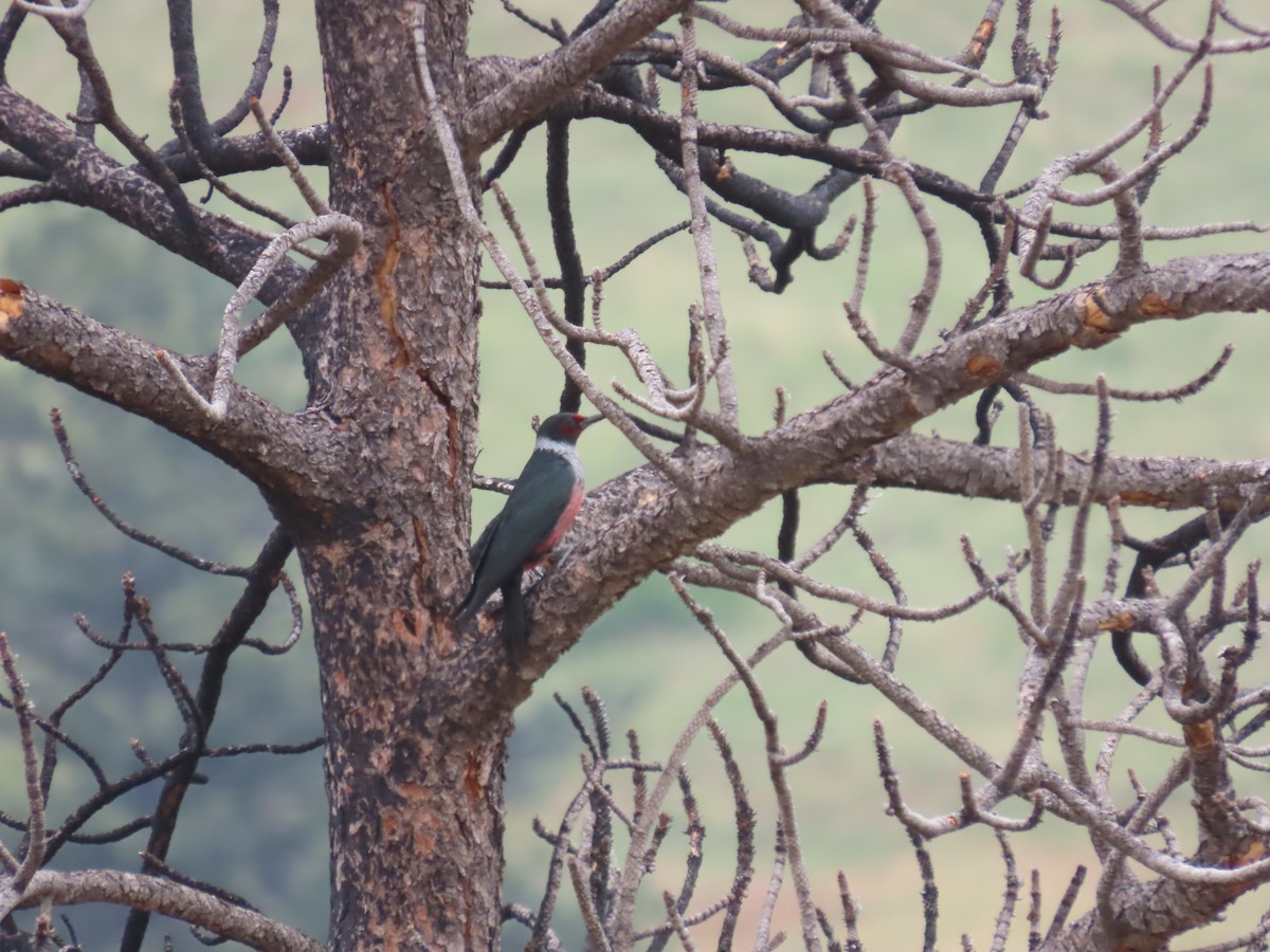 Lewis's Woodpecker - ML620688938