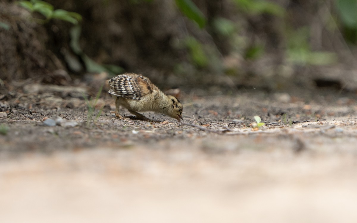 Spruce Grouse - ML620688941