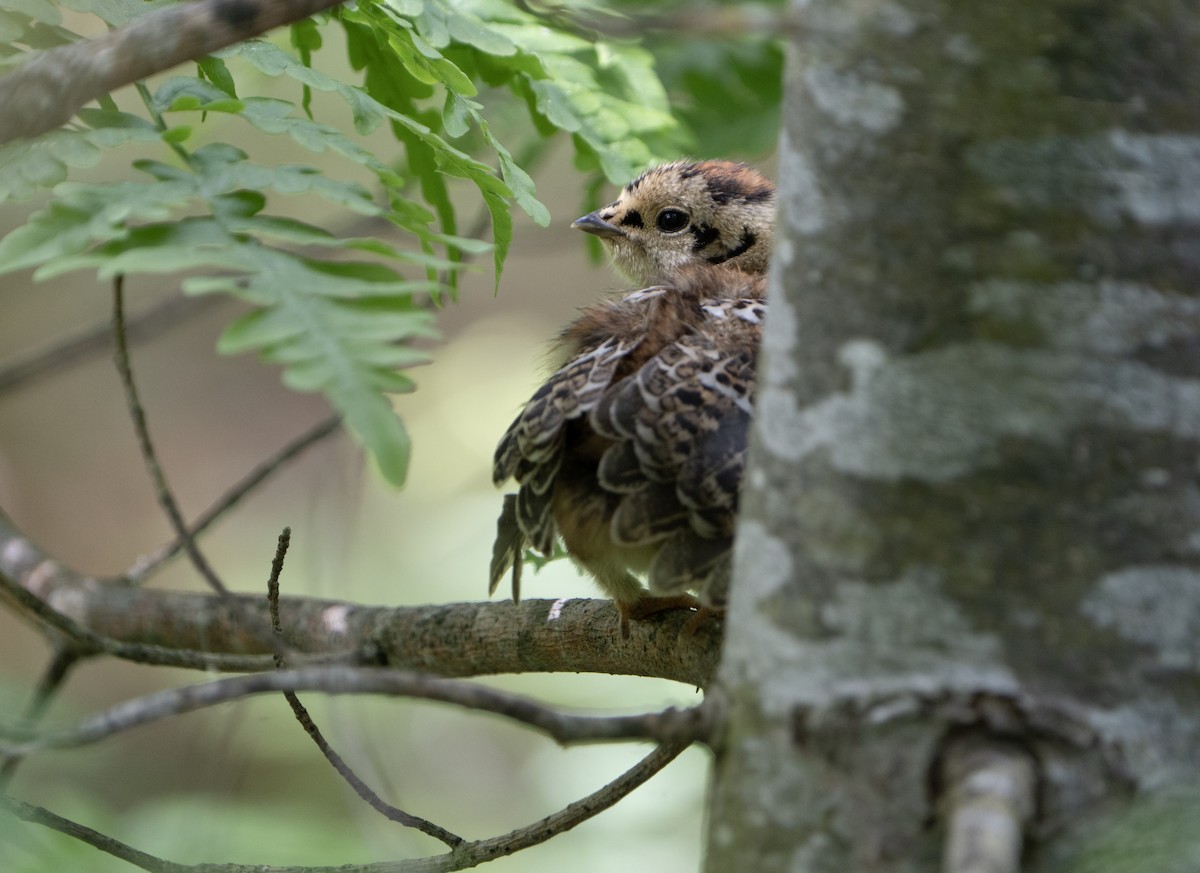 Spruce Grouse - ML620688943