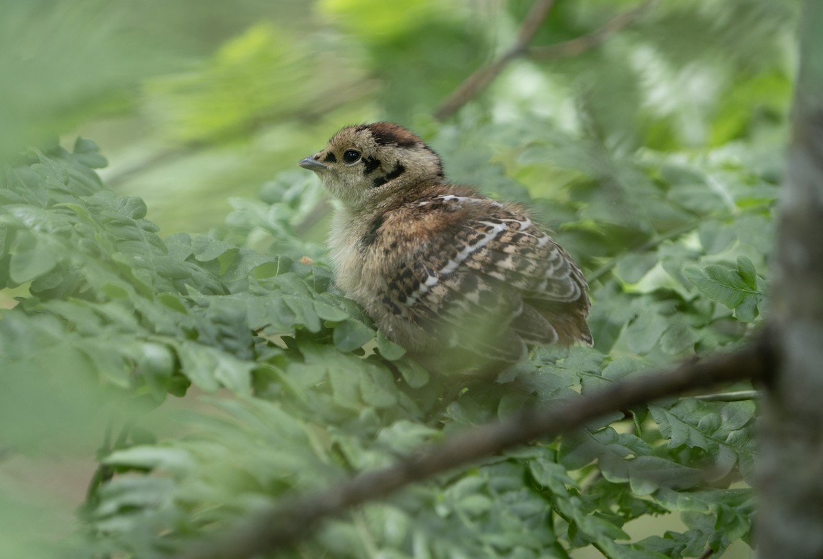 Spruce Grouse - ML620688944