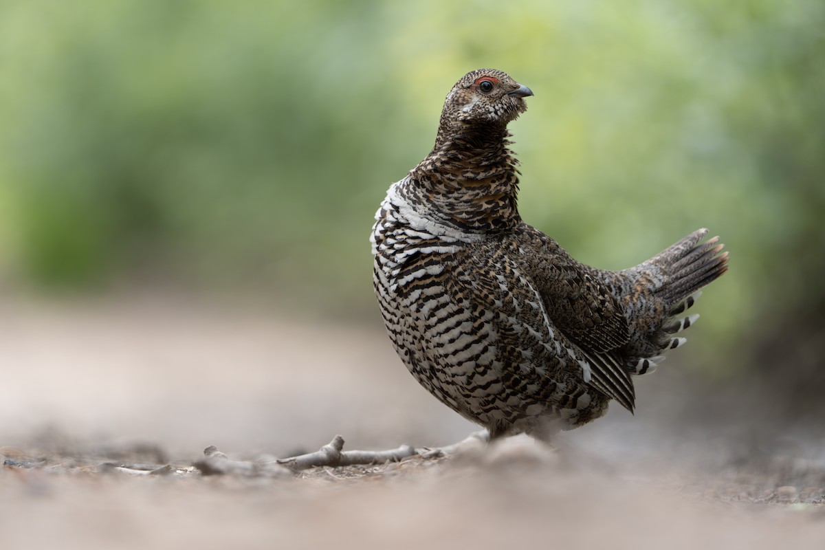 Spruce Grouse - ML620688946