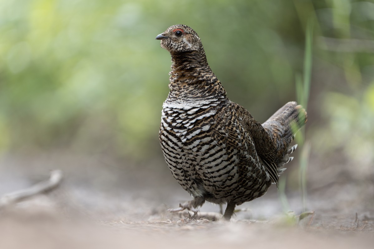 Spruce Grouse - ML620688947