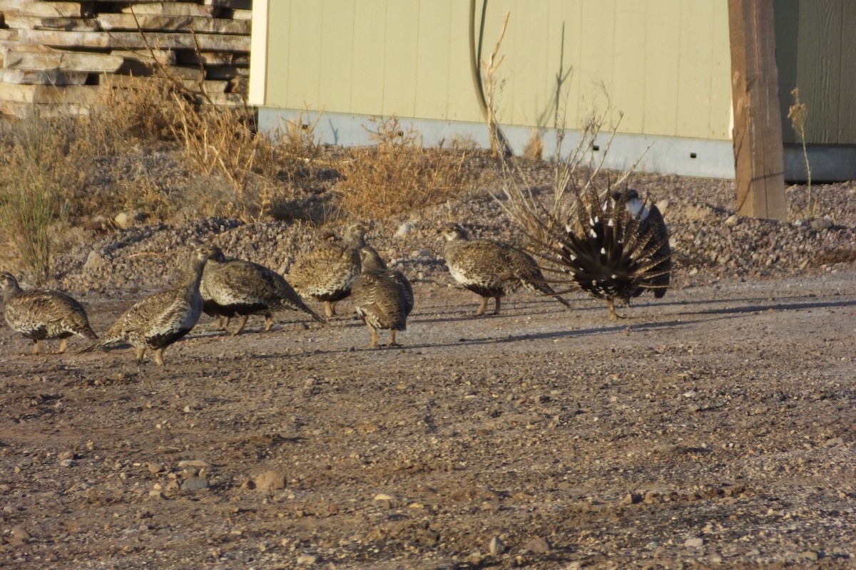 Greater Sage-Grouse - ML620688949