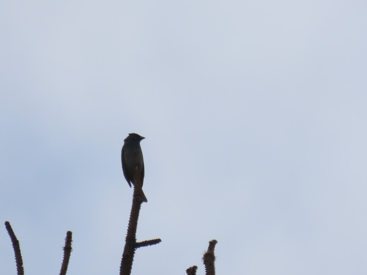 Lazuli x Indigo Bunting (hybrid) - ML620688951