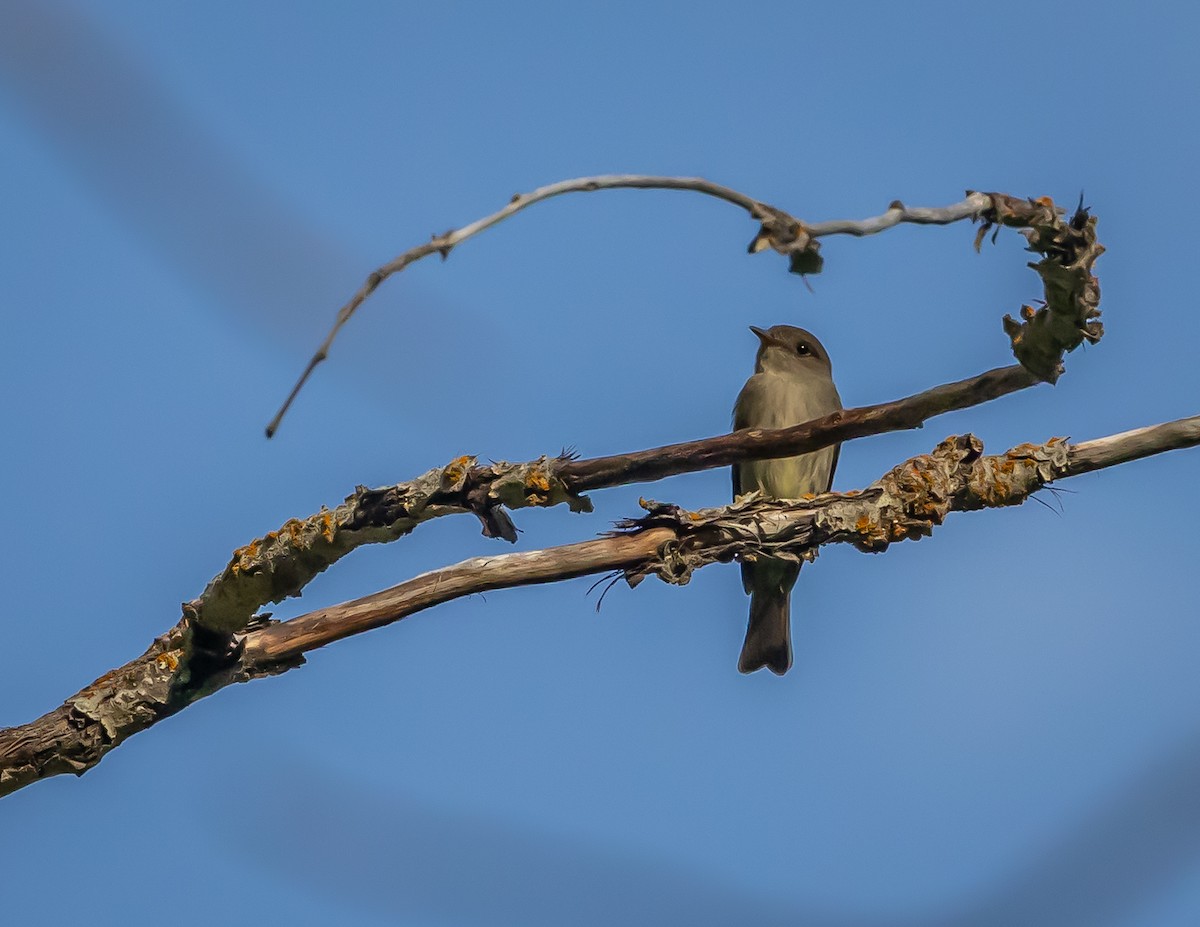 Western Wood-Pewee - ML620688953