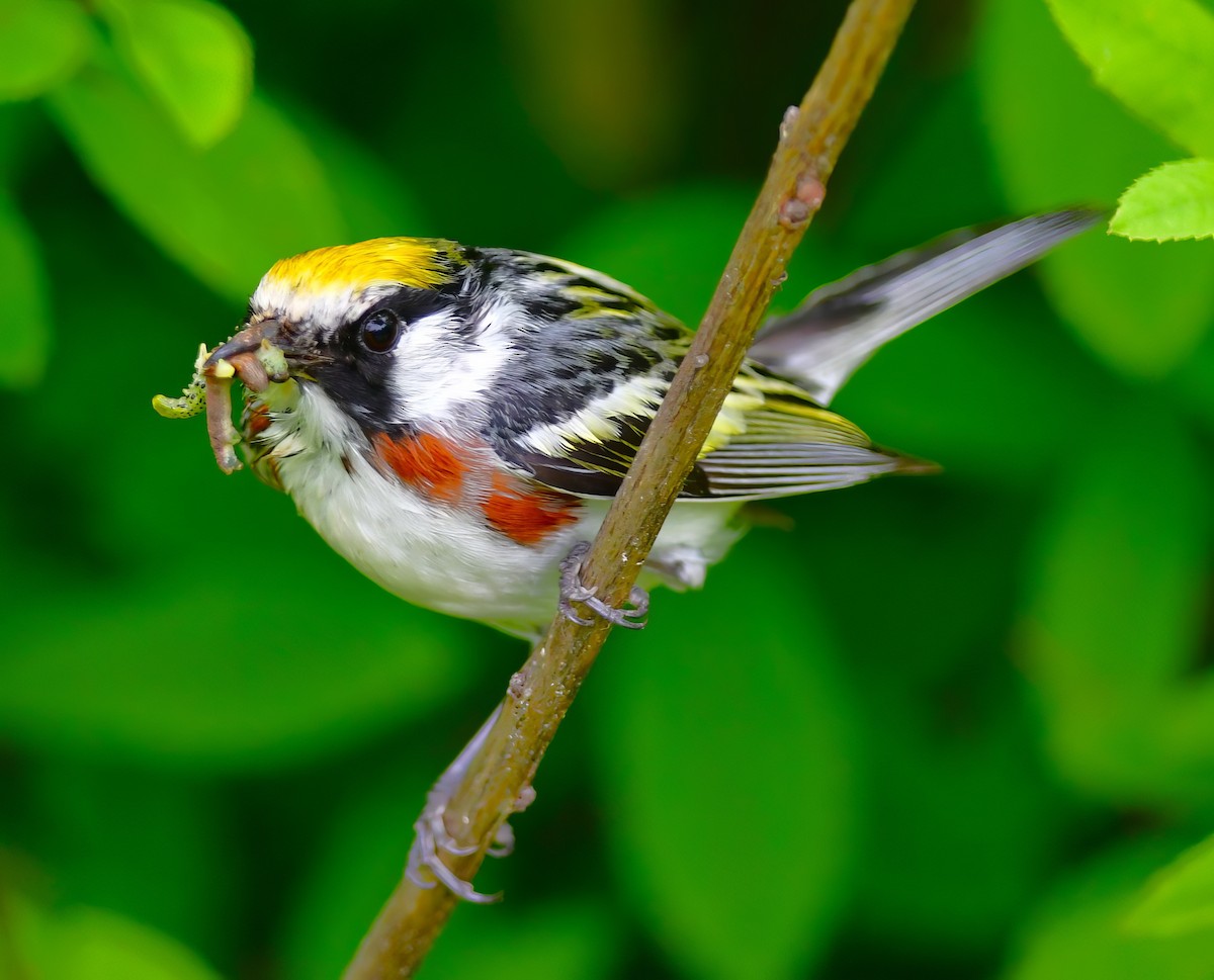 Chestnut-sided Warbler - ML620688955