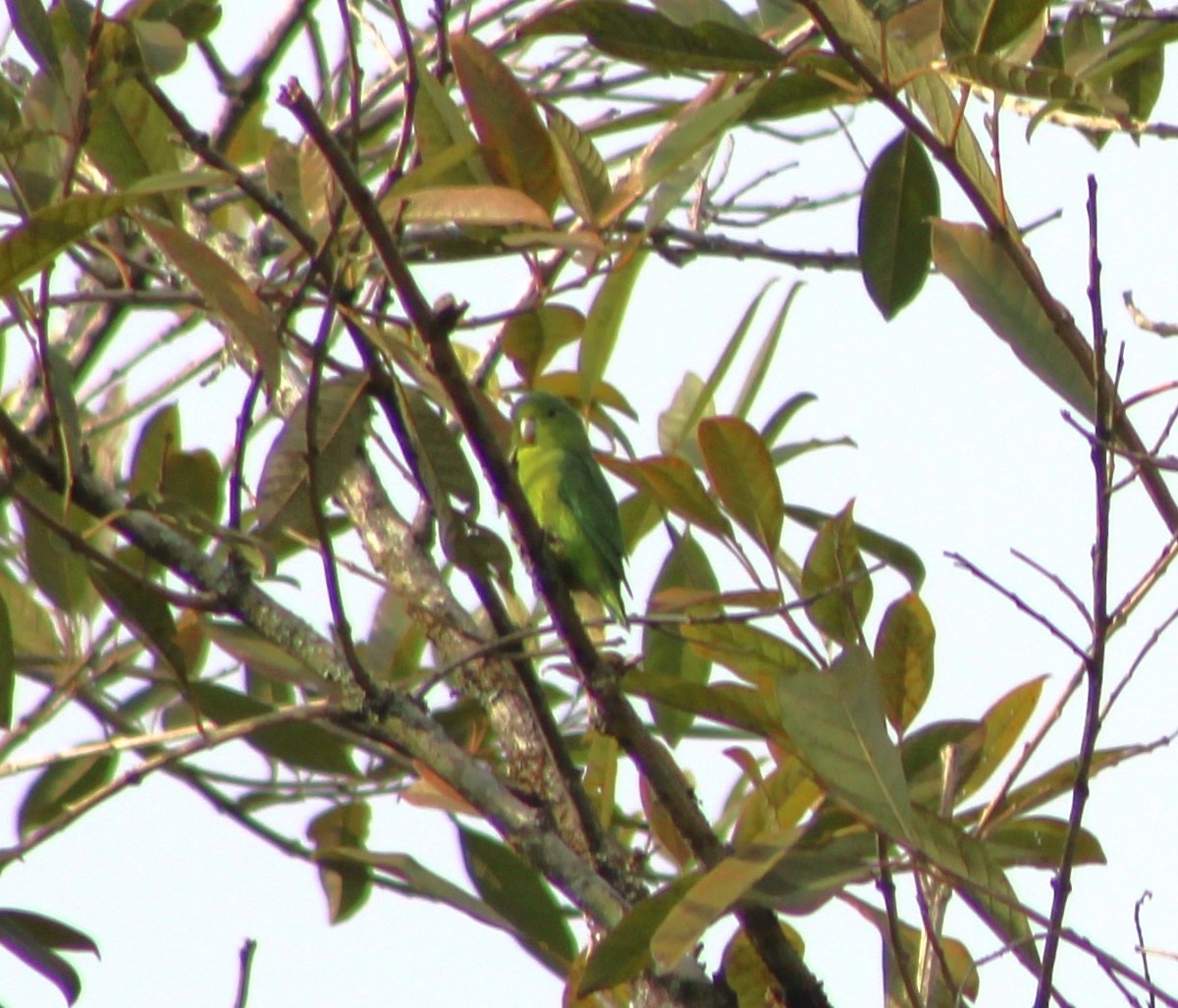 Blauflügel-Sperlingspapagei - ML620688956