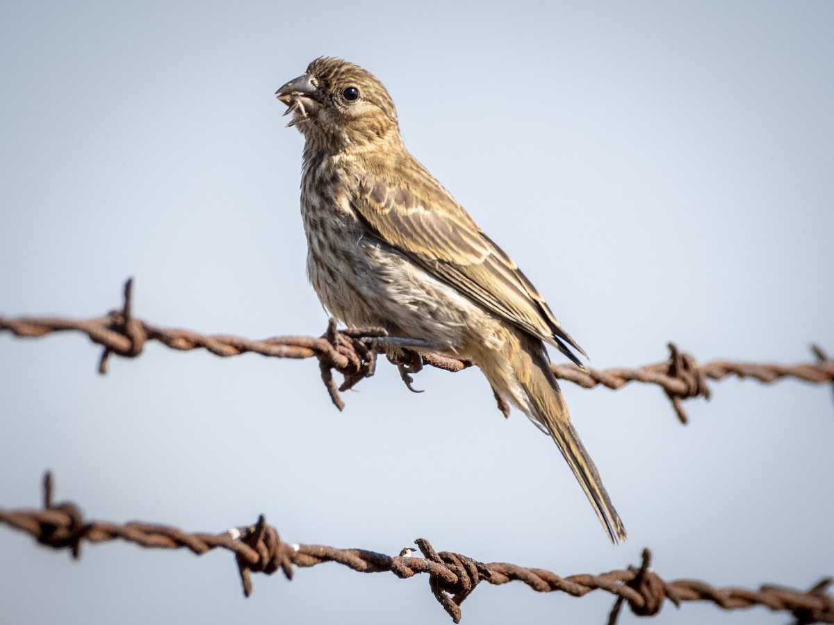 House Finch - ML620688957