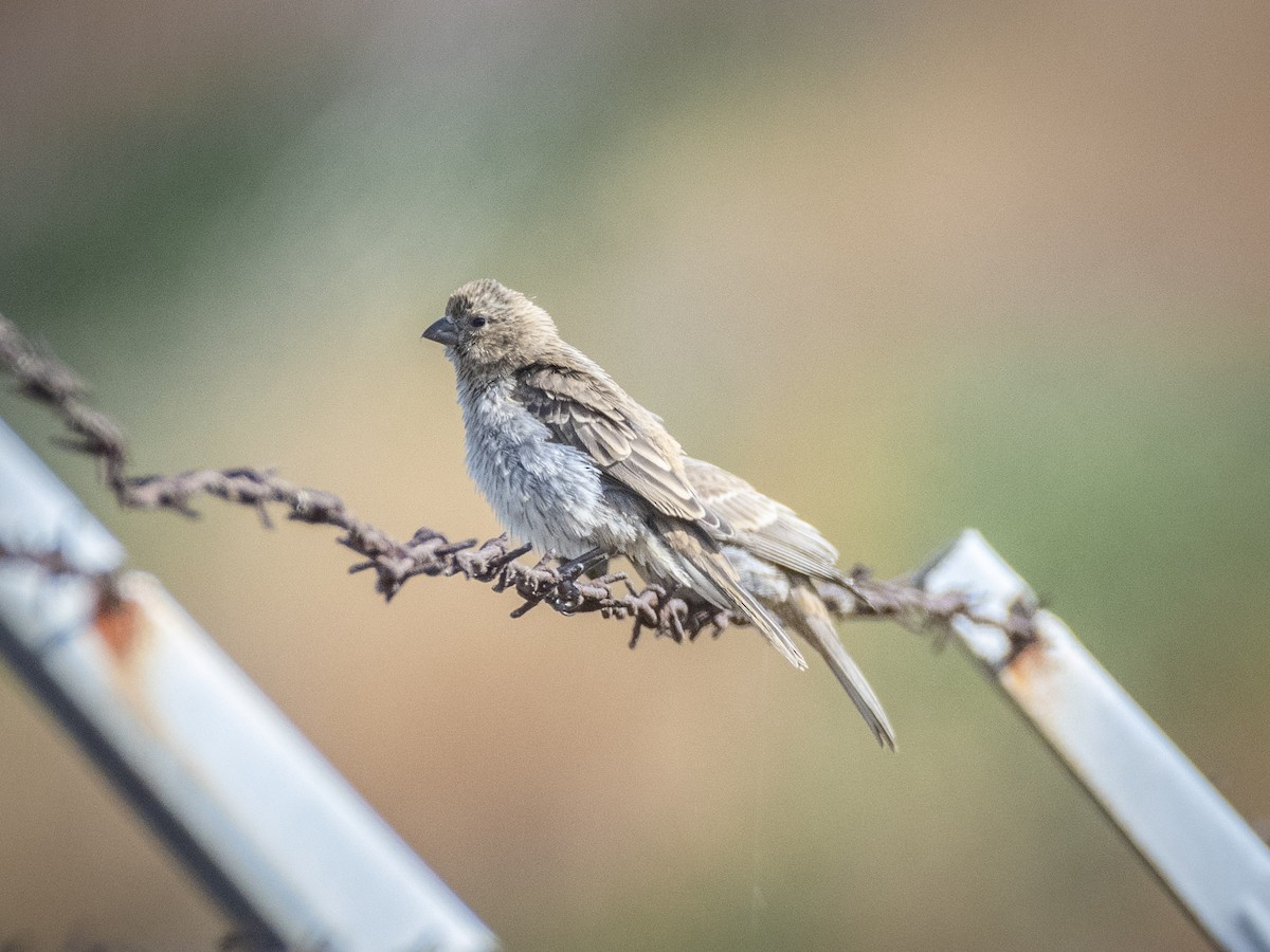 House Finch - ML620688959