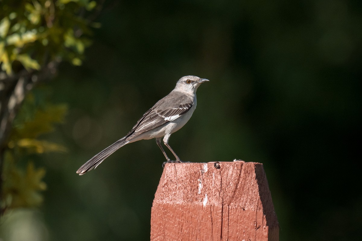 Northern Mockingbird - ML620688960