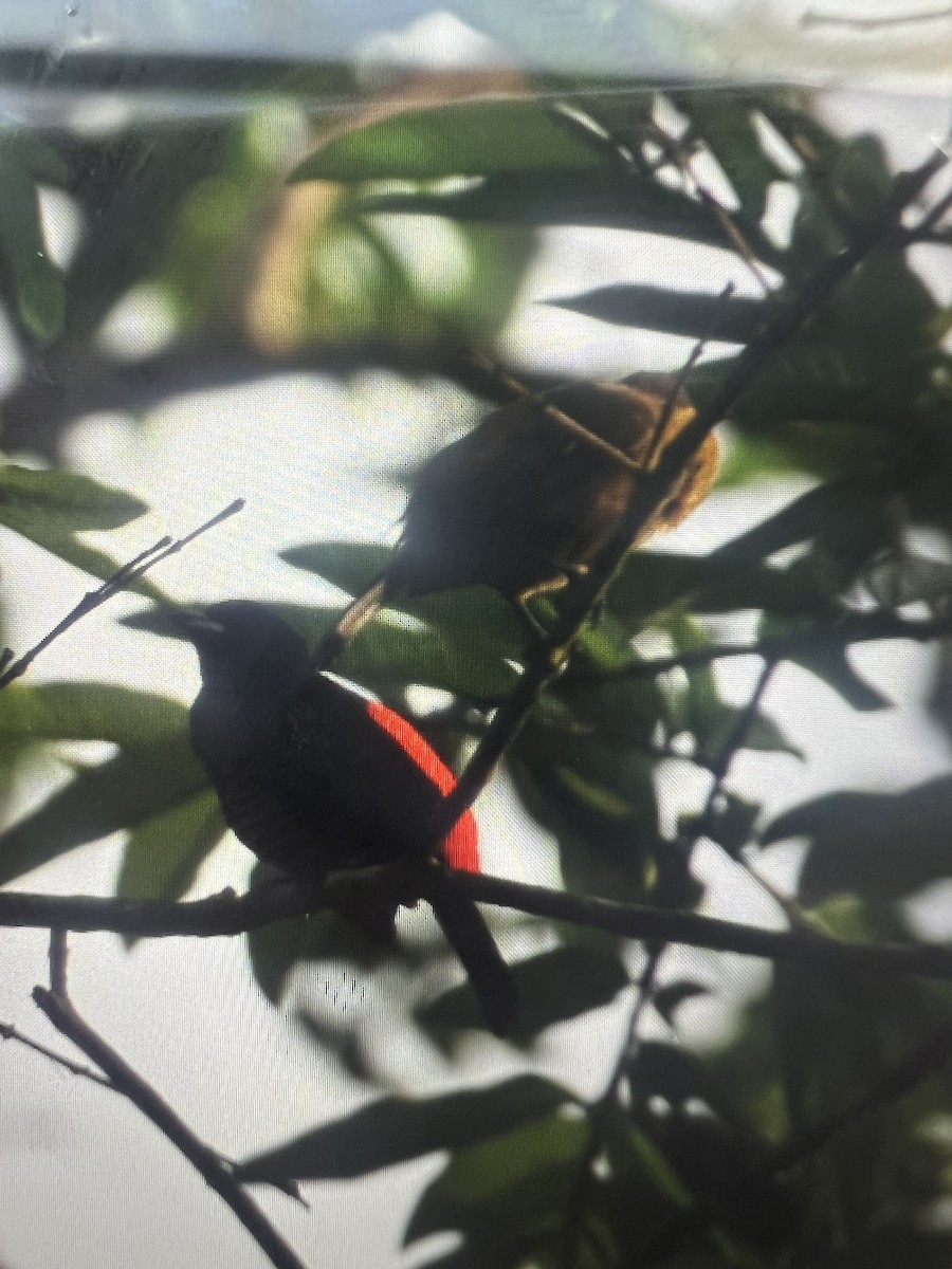 Scarlet-rumped Tanager - Anonymous