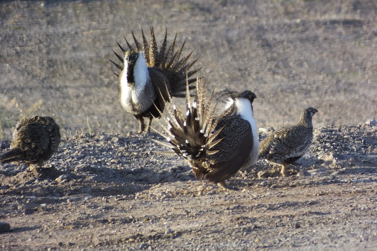 Greater Sage-Grouse - ML620688962