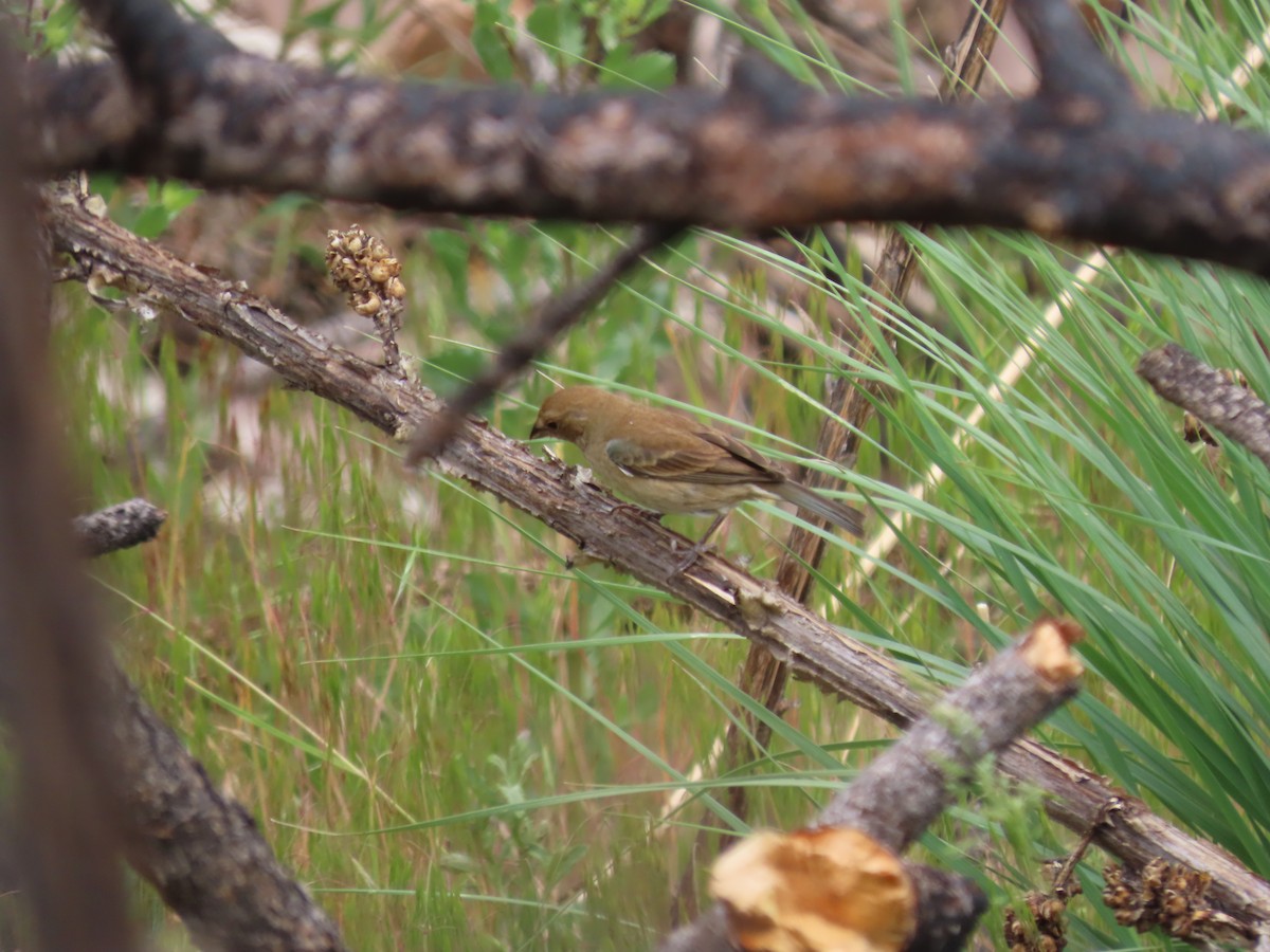 Indigo Bunting - ML620688963