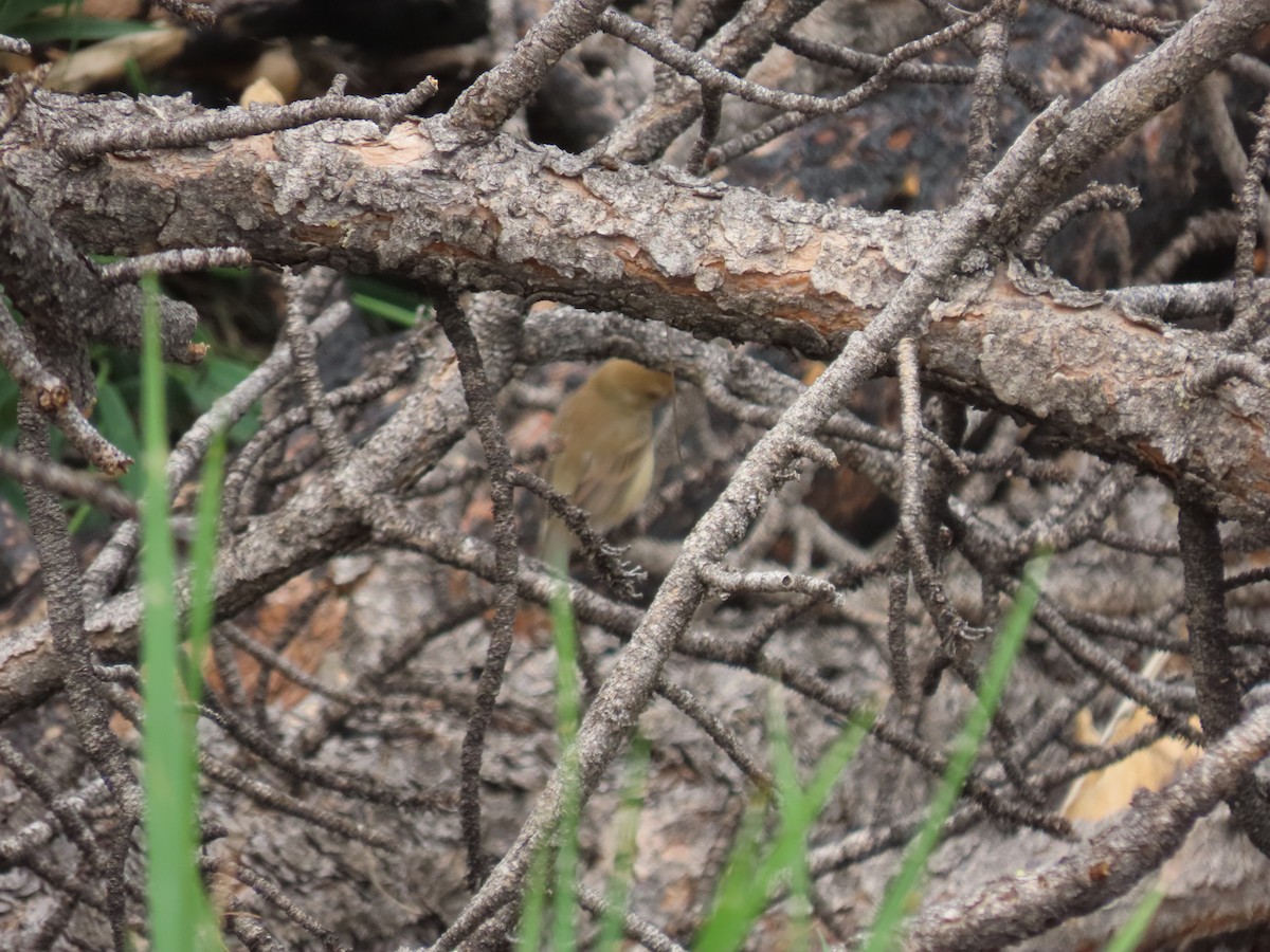 Indigo Bunting - ML620688964