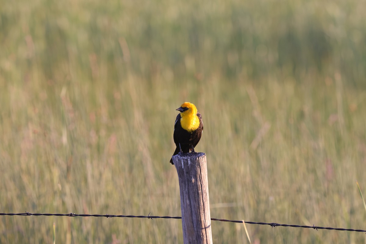 Yellow-headed Blackbird - ML620688966