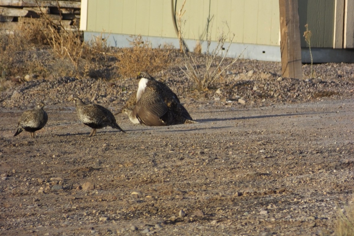 Greater Sage-Grouse - ML620688968