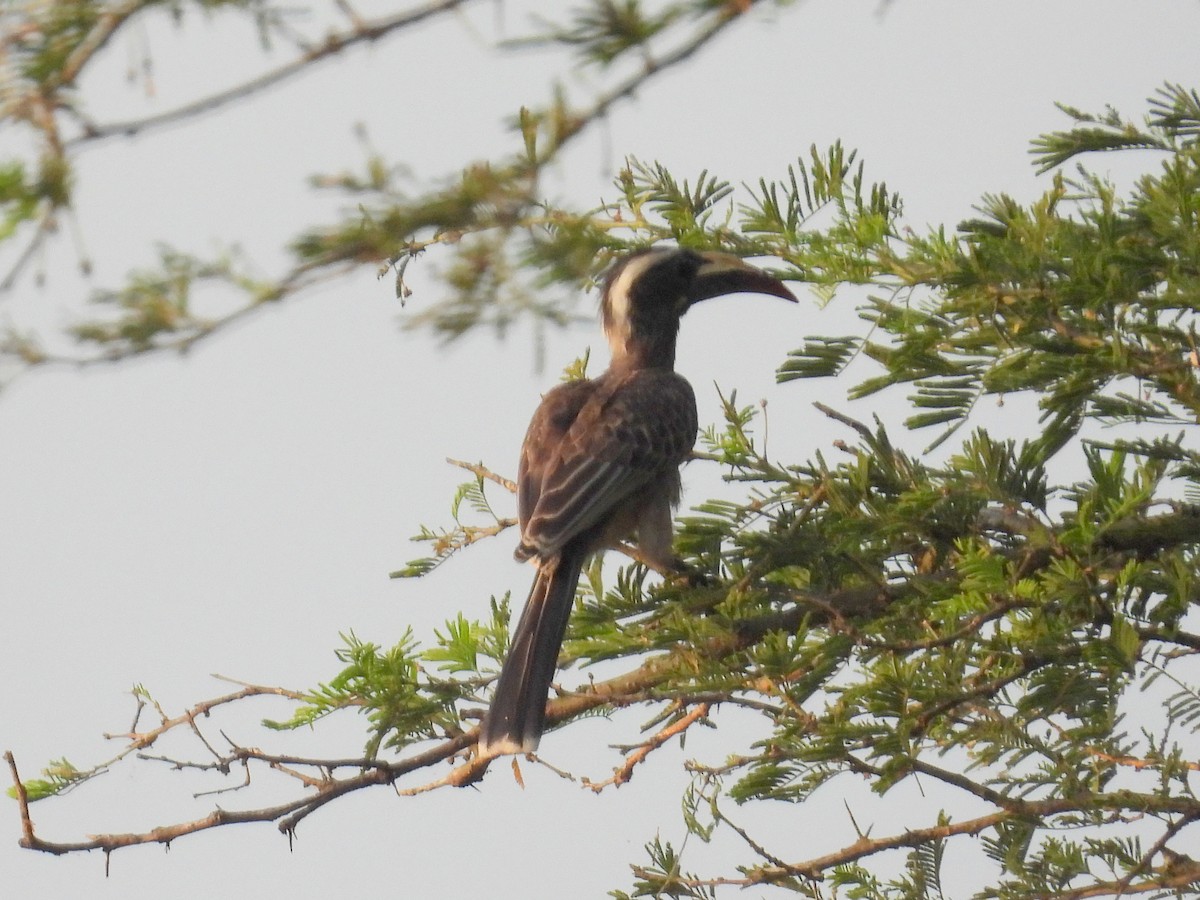 African Gray Hornbill - bob butler