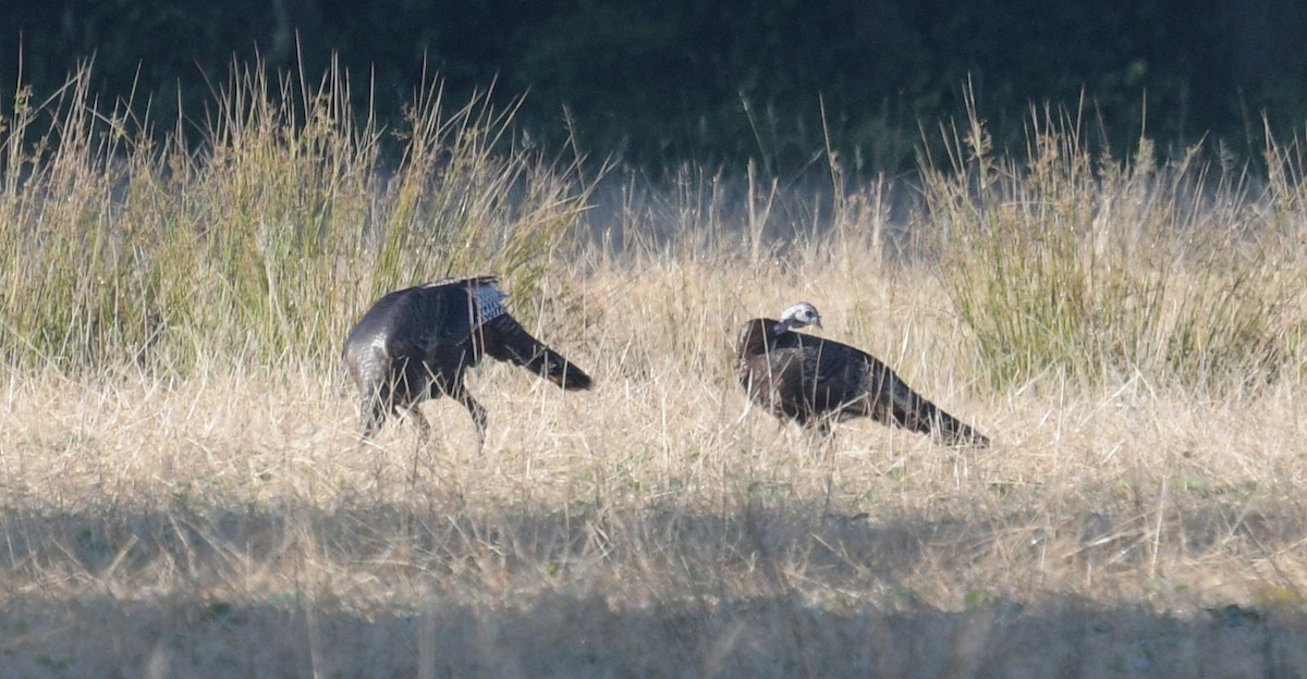 Wild Turkey - ML620688971