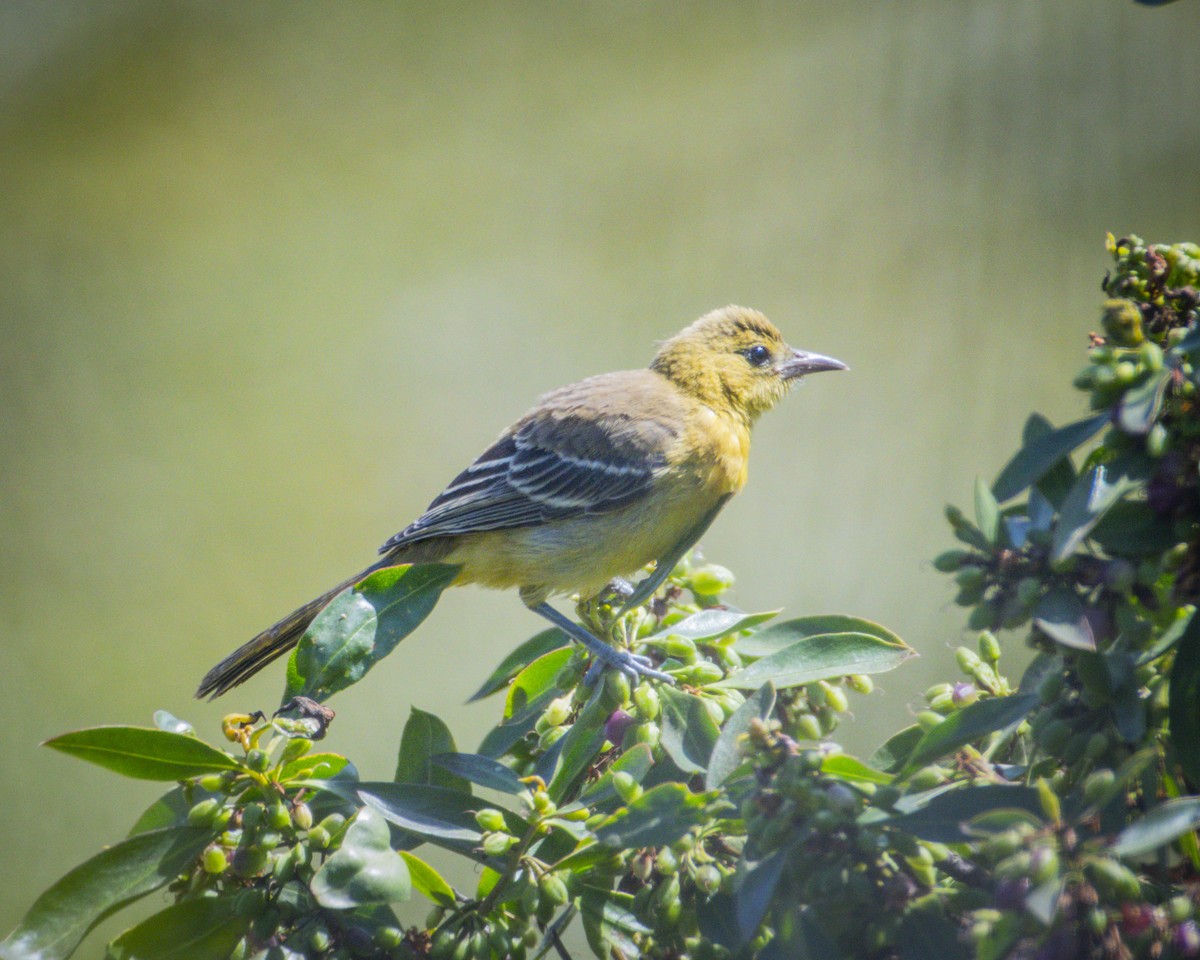 Oriole masqué - ML620688974