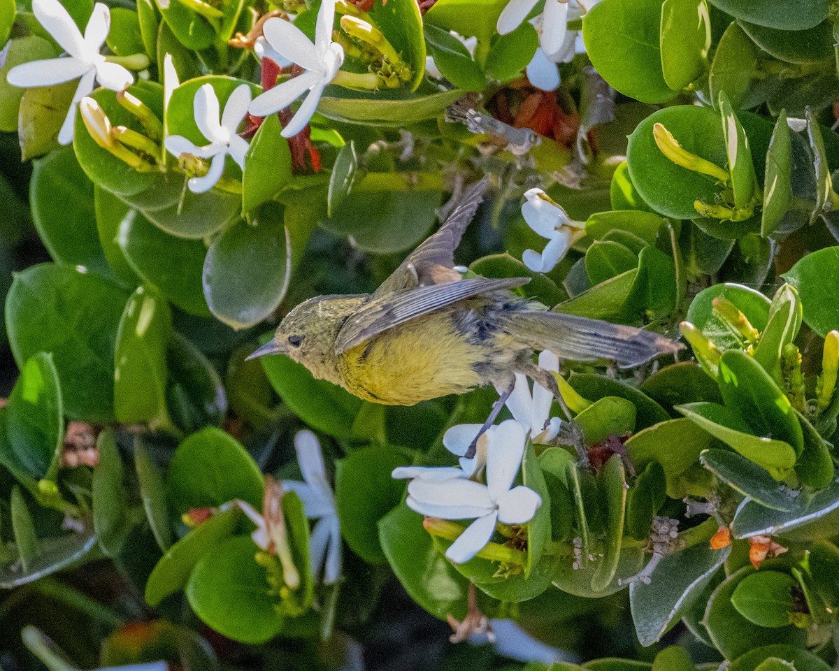 Orange-crowned Warbler - ML620688976