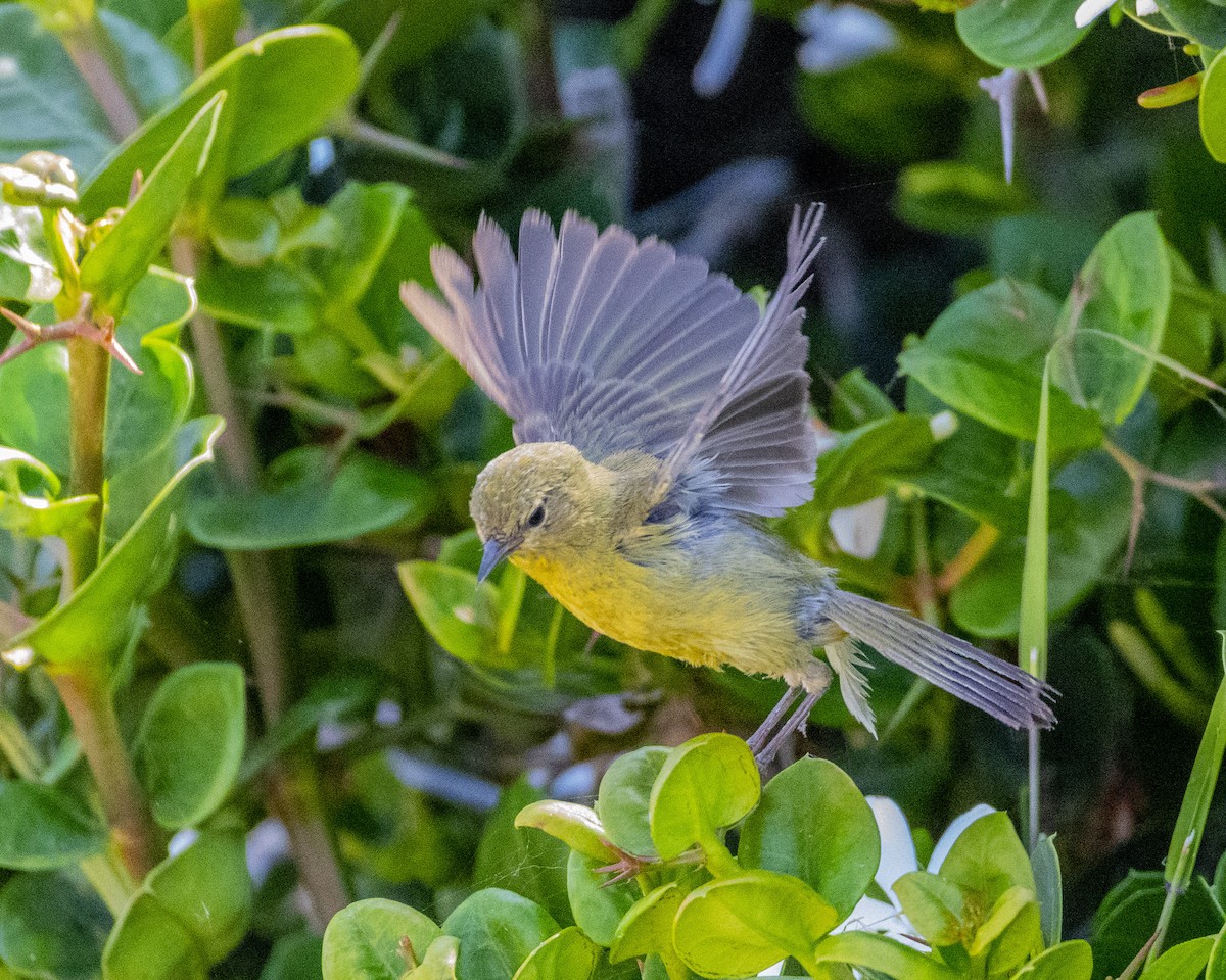 Orange-crowned Warbler - ML620688977