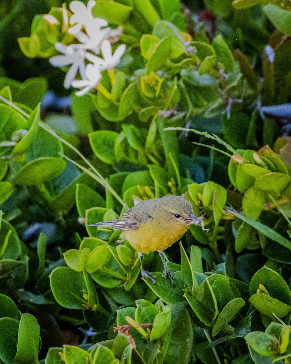 Orange-crowned Warbler - ML620688979