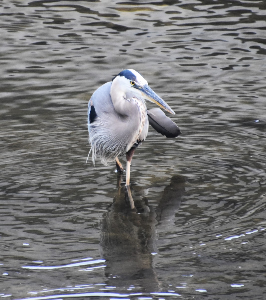 Great Blue Heron - ML620688980