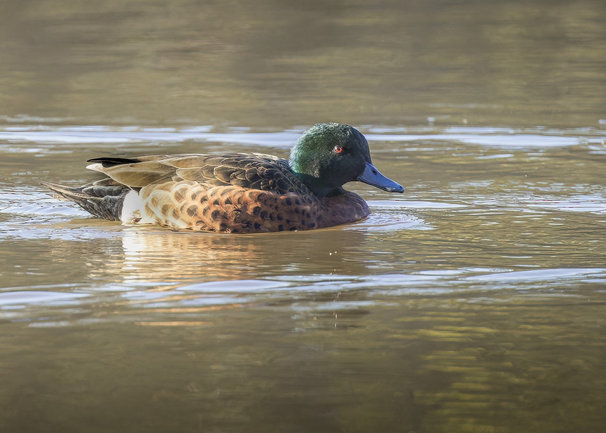 Chestnut Teal - ML620688982