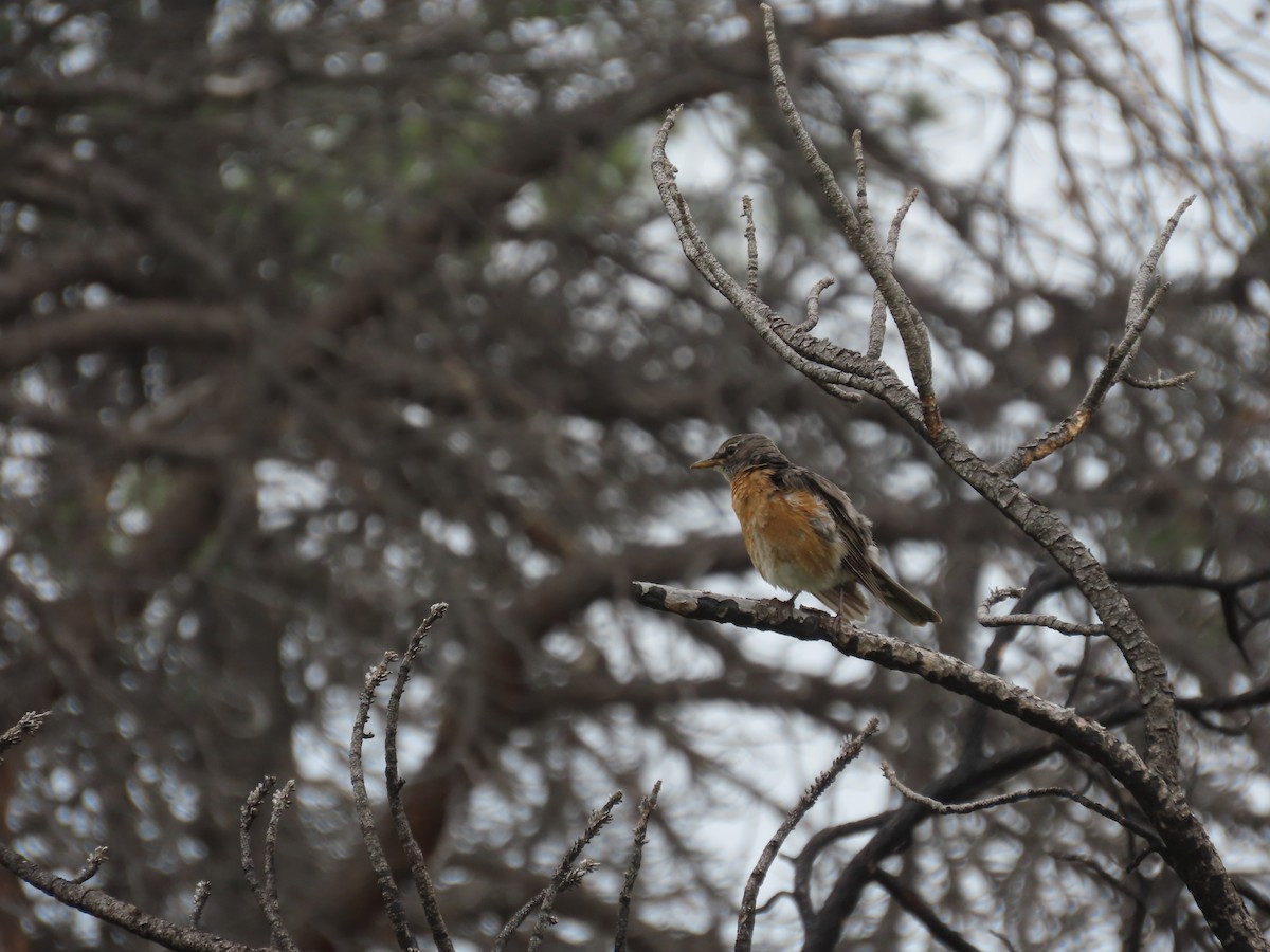 American Robin - ML620688983