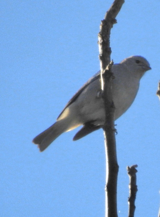 Sayaca Tanager - ML620688984