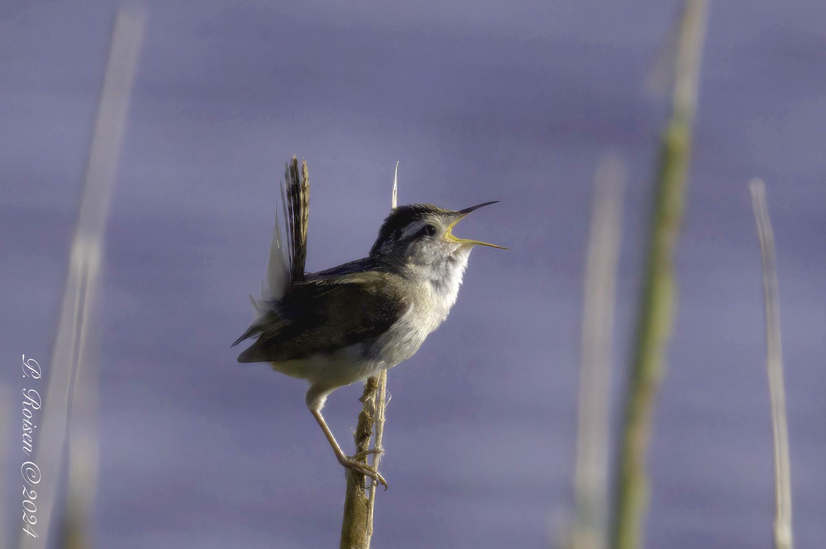 Marsh Wren - ML620688985