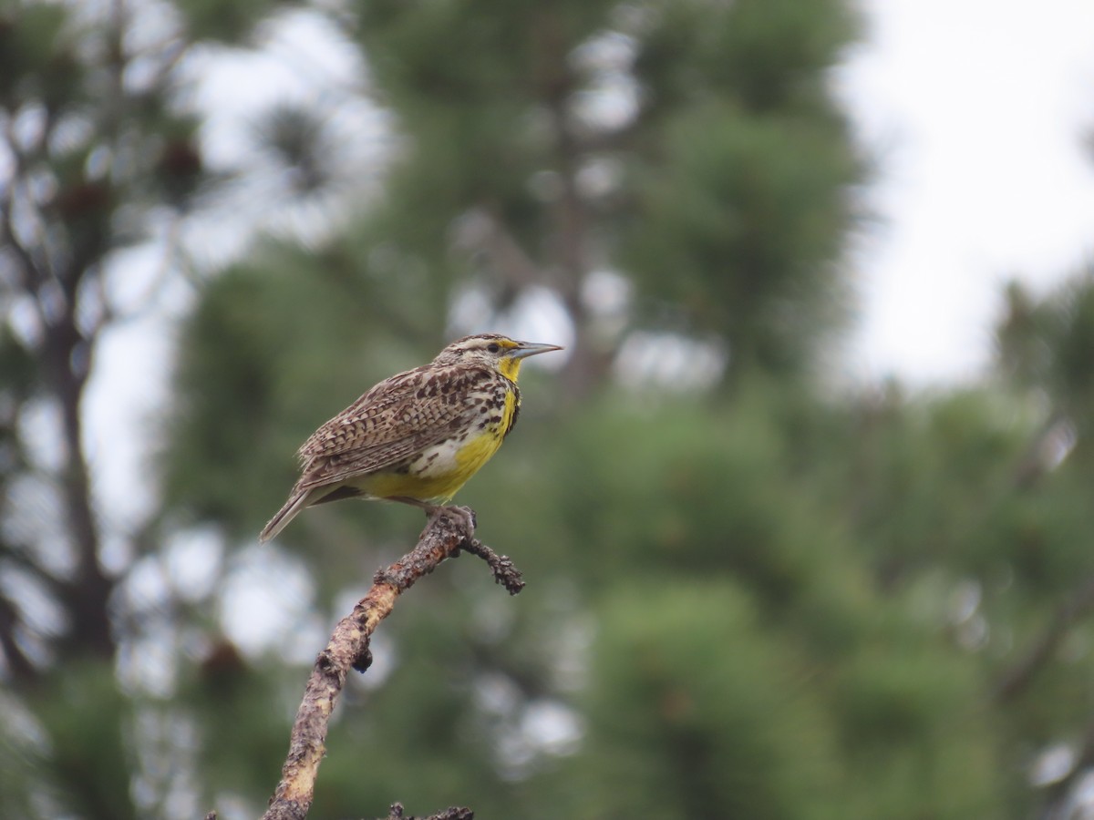 Western Meadowlark - ML620688987