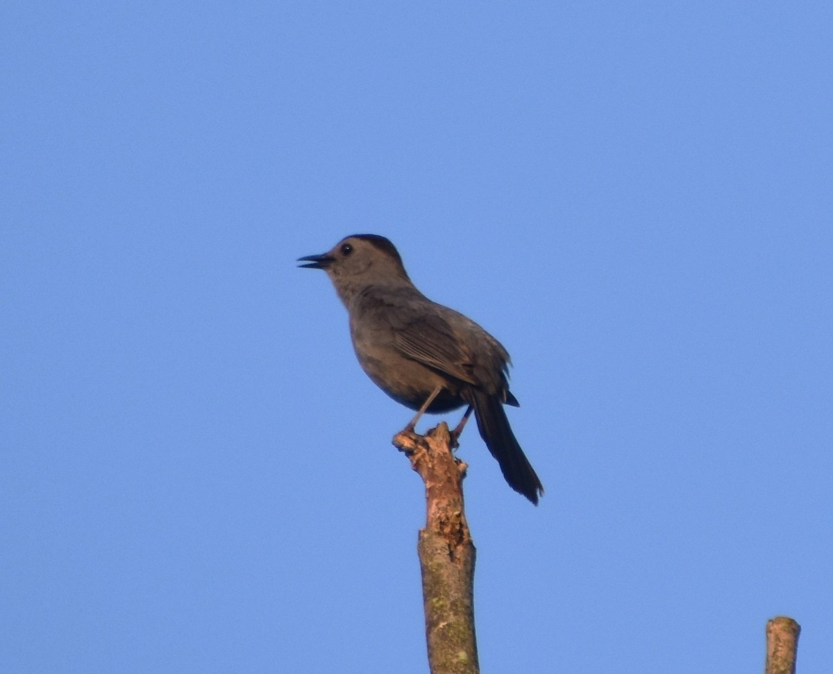 Gray Catbird - ML620688989