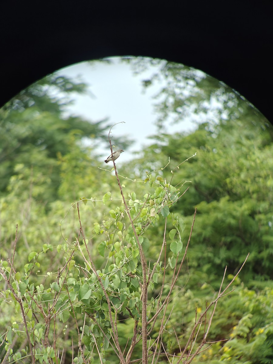 Thick-billed Flowerpecker - ML620688991