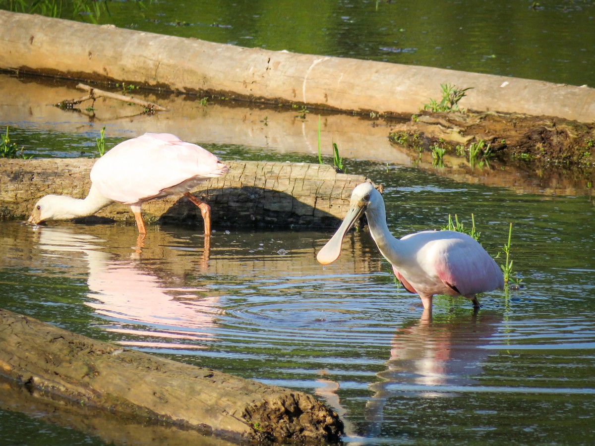 Roseate Spoonbill - Eric  Froelich