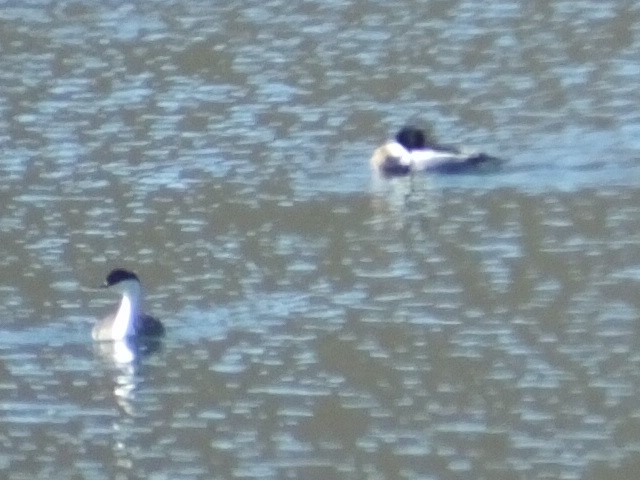 Red-breasted Merganser - ML620689001