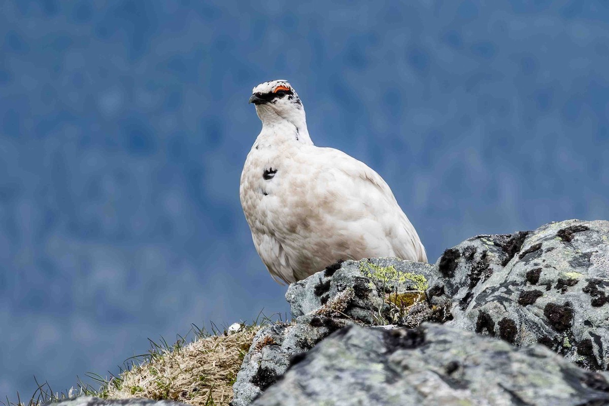 Rock Ptarmigan - ML620689013