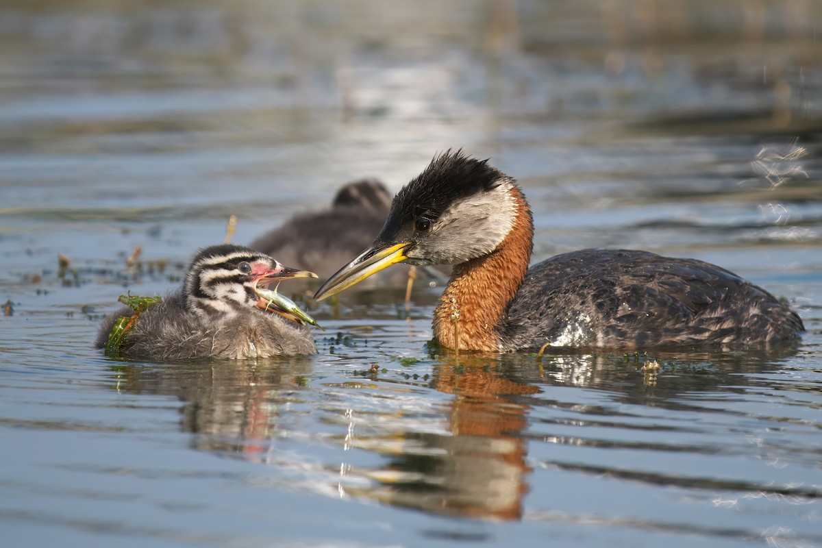 Red-necked Grebe - ML620689015