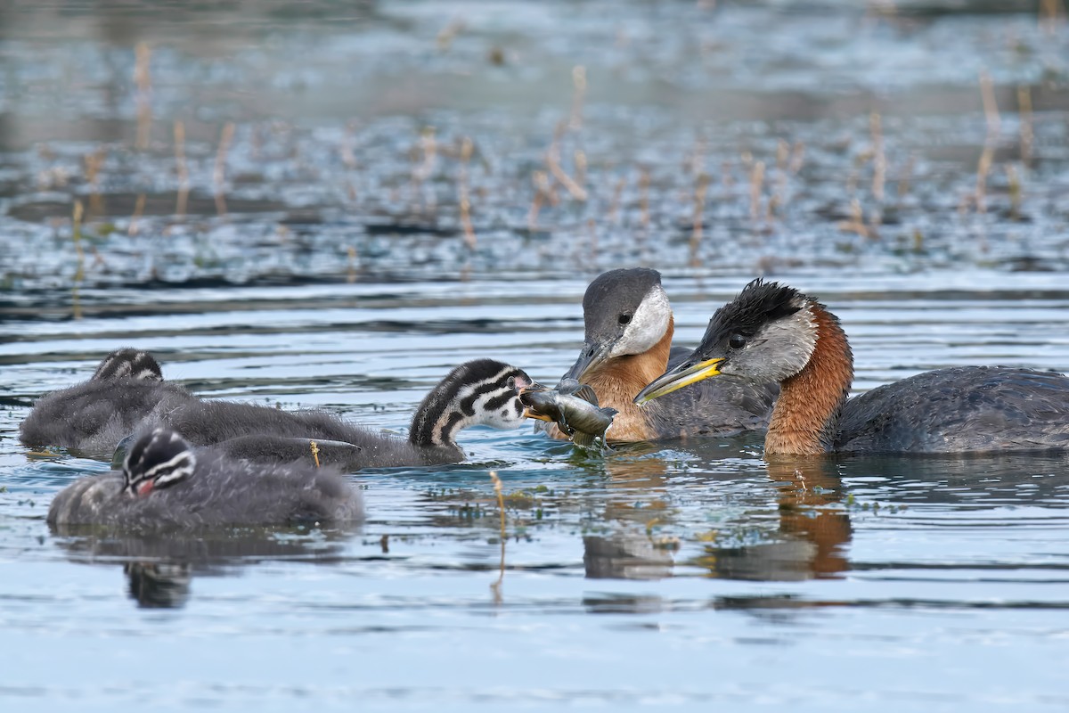 Red-necked Grebe - ML620689016