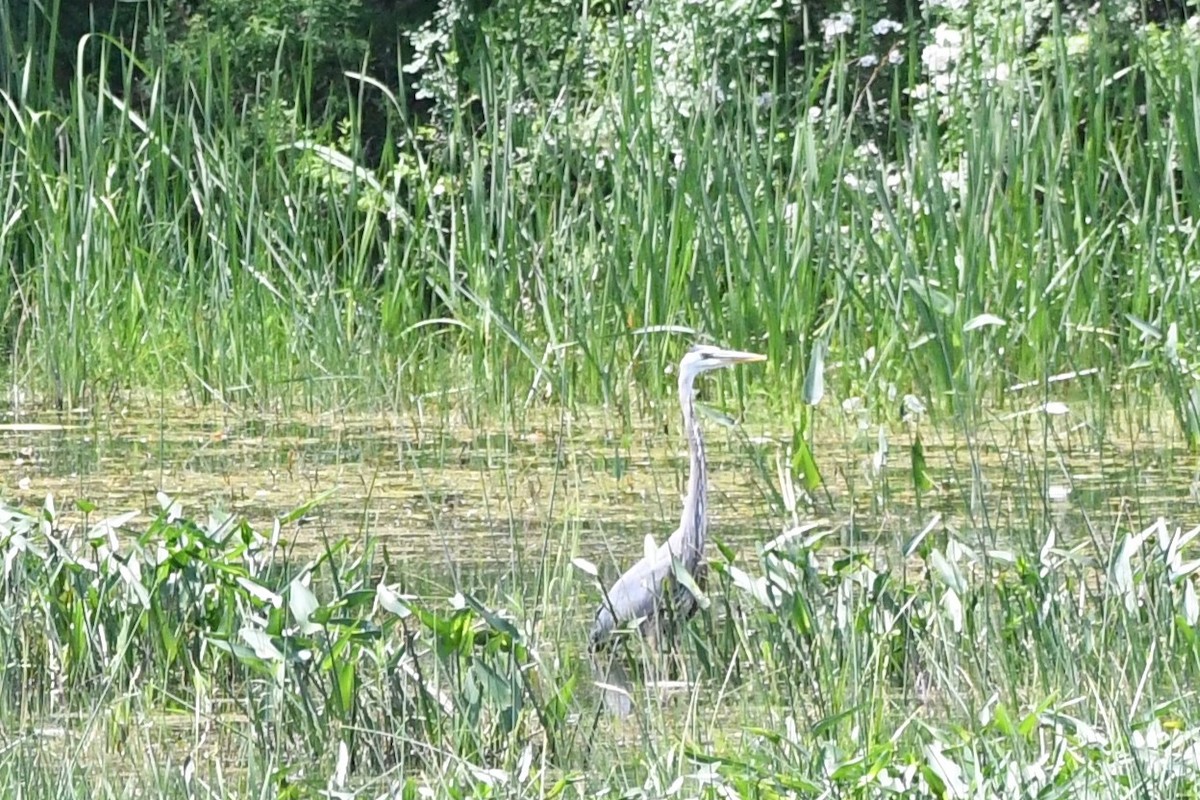 Great Blue Heron - ML620689021