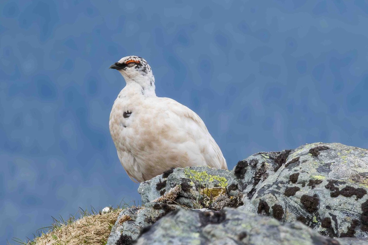 Rock Ptarmigan - ML620689022